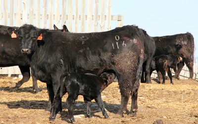 Cow and Feeding Calf