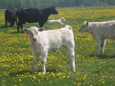 White Calf with Dandelions