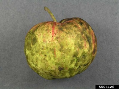 Apple with dark sooty blotch spots and lighter flyspeck dots. 