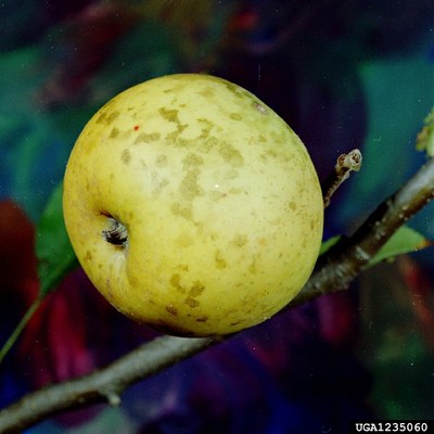 Yellow apple with darker spots caused by sooty blotch