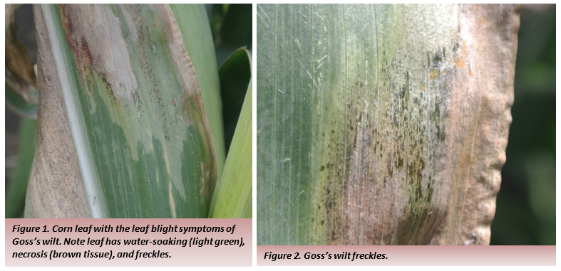 Photos of Goss's wilt symptoms on corn leaves