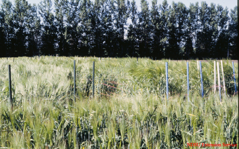 barley test plot