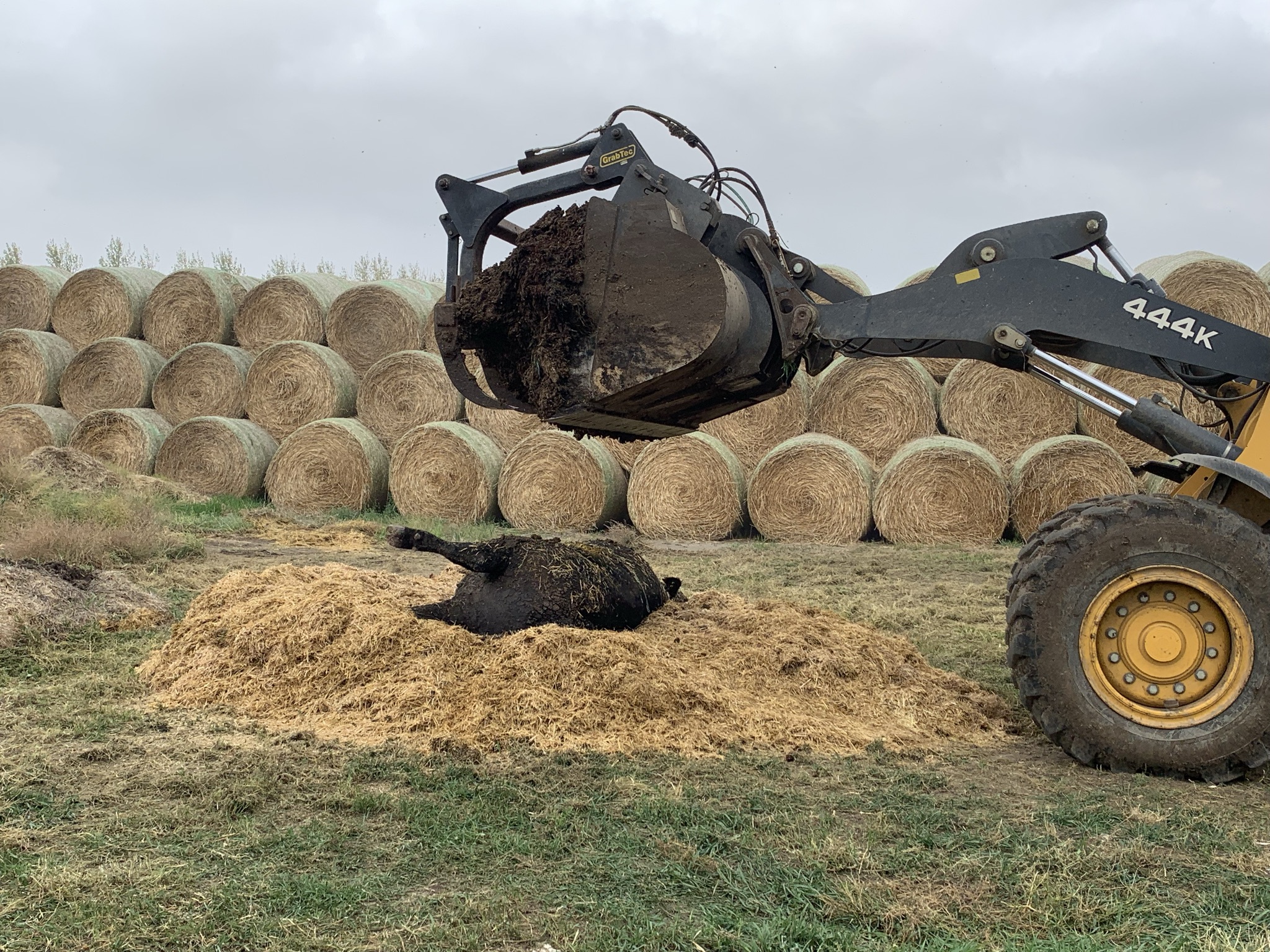 tractor laying dead livestock on hay