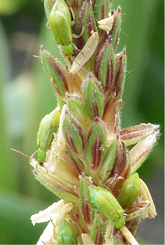 corn rootworm on corn tassel