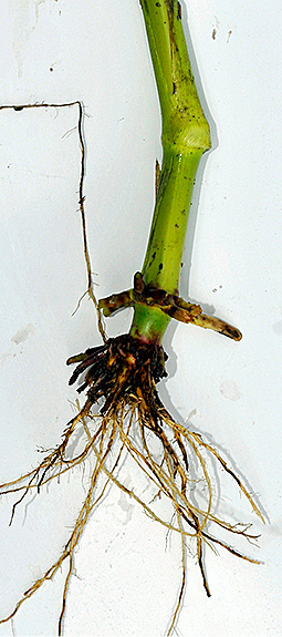 brown and straggle corn root