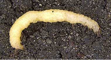 small white worm in dark soil