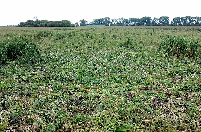 corn stalks flattened to the ground
