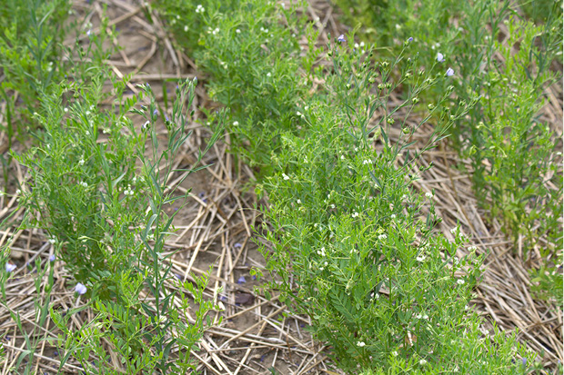 lentil and flax intercrop