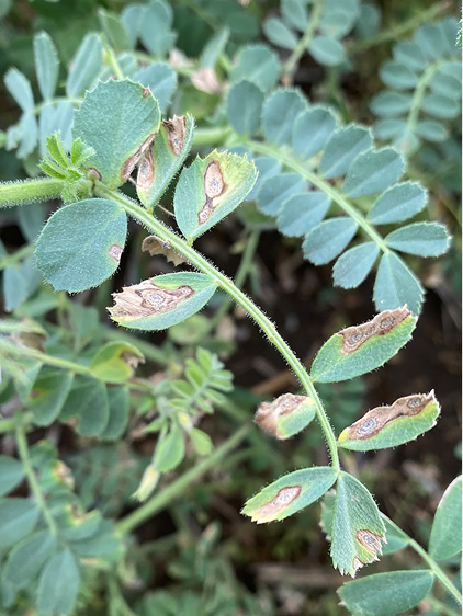 chickpea leaves with Ascochyta blight