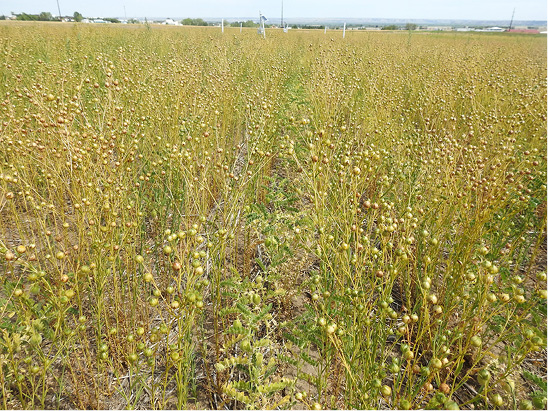 almost mature Chickpea-flax intercrop