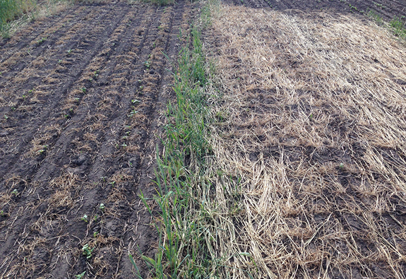 Figure 1. Trt 2 (left) and trt 6 (right) plots at early pinto bean plant emergence (mid-June 2019).