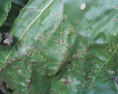 FIGURE 1 – Characteristic necrotic and chlorotic leaf blight lesions