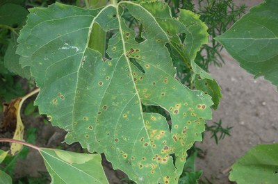 FIGURE 2 – Small necrotic leaf spots on lower leaves