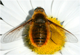 Figure 4. Bee fly. 