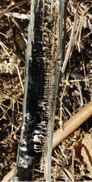 FIGURE 3 – Stem with severe charcoal rot