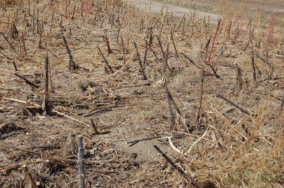 FIGURE 4 – Field with charcoal rot