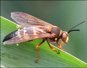 Figure 10. Cicada killer wasp.
