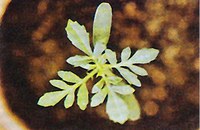 Figure 11. Common ragweed