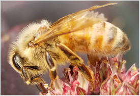 Figure 2. European honey bee with many hairs. 