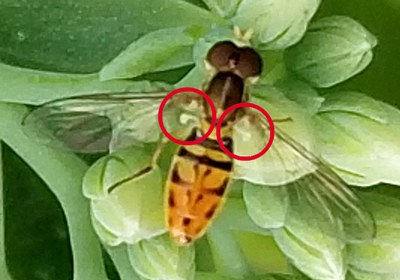 Figure 1. Hover fly with few hairs. 