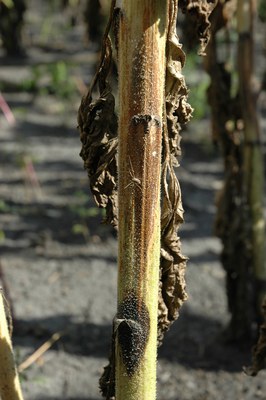 FIGURE 3 – Phoma (bottom black lesion) and Phomopsis (upper brown lesion) occurring on the same stem