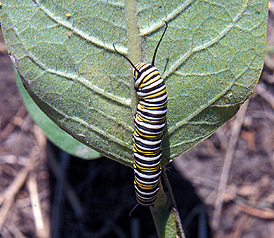 Monarch butterfly larvae  