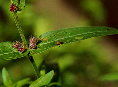 Galerucella spp. feeding on leaves