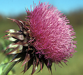 MUSK THISTLE