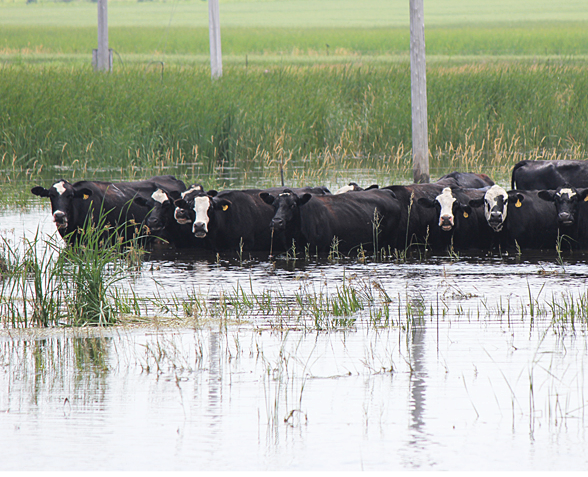 cattle congregating in water