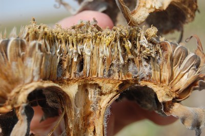 FIGURE 3 – Grayish fungal strands growing through head; 