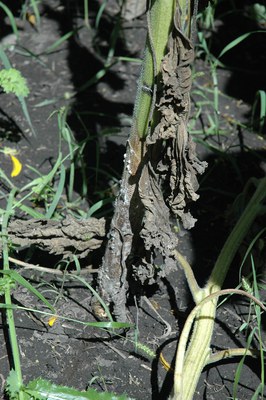 FIGURE 3 – Sclerotia and mycelium on infected sunflower