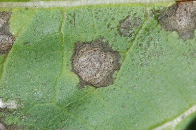 FIGURE 3 – Pycnidia visible as black specks inside large, round lesions (with hand lens)