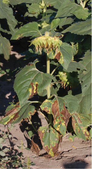 FIGURE 1 – Sunflower with Verticillium wilt. Note leaf chlorosis progressing upward.