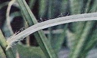 Figure 33. Yellow foxtail