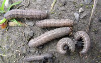 Figure 58. Dingy cutworm larvae 