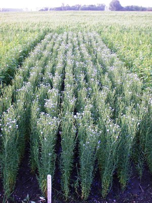 Flax variety trials are conducted at NDSU’s Research Extension Centers.
