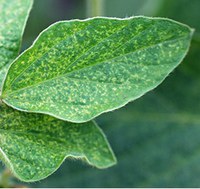 Figure 78. Two-spotted spider mite stippling injury on leaves