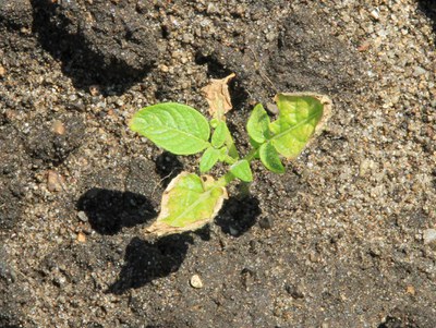 Metribuzin damage to CalWhite potato plant.