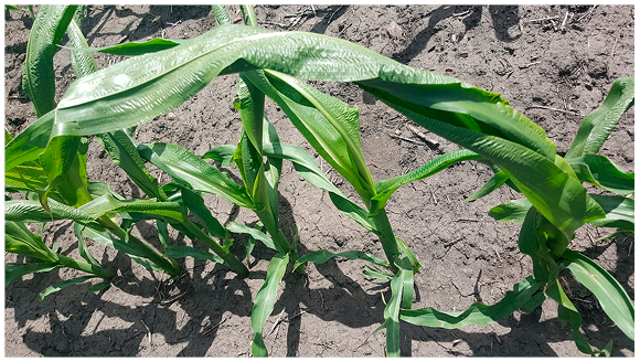 Figure 10. Young corn plants with twisted whorls caused by alternating cool and warm periods during early plant development.