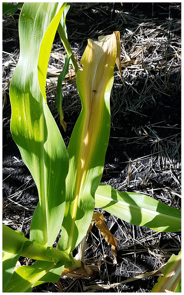 Figure 14. Nitrogen deficiency in corn. Note how the deficiency starts at the tip and moves down the midvein. The outer leaf edges are the last to turn yellow. 