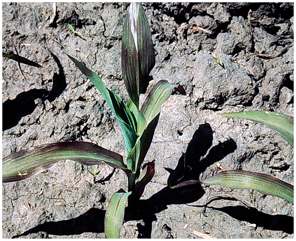 Figure 15. Phosphorus deficiency symptoms. These symptoms also can be caused by soil or environmental factors that limit root growth, such as compaction, cold soils and excessive soil wetness. 