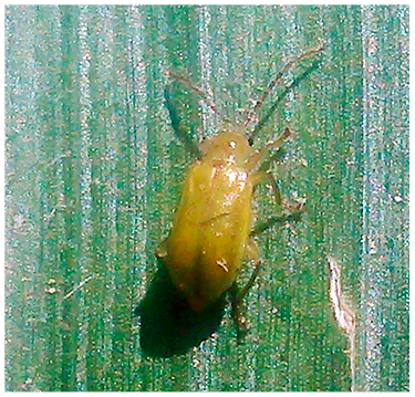 Figure 19. Northern corn rootworm adult.