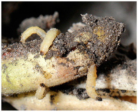 Figure 21. Corn rootworm larvae and tunneling into root. 