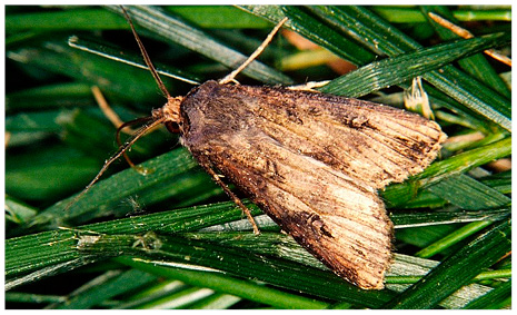 Figure 24. Black cutworm moth.