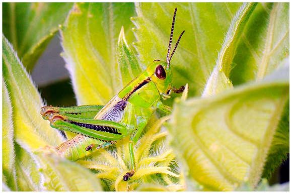 Figure 26. Grasshopper nymph.