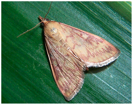Figure 29. Female European corn borer moth. 
