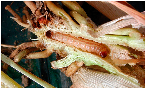 Figure 30. European corn borer larva in stalk. 