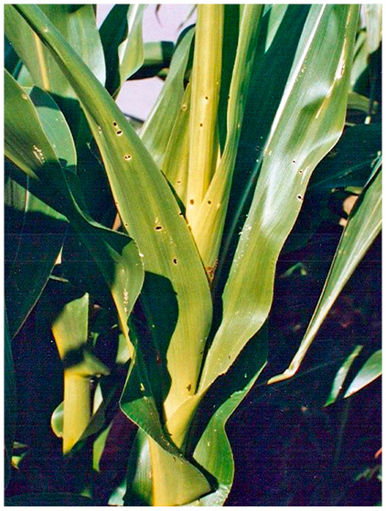Figure 31. European corn borer larval feeding in whorl stage corn, creating shot holing.