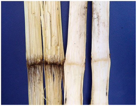 Figure 43. From left: Corn stalk compromised by fungal pathogen next to healthy corn stalk. Note pith degradation of infected stalk. 