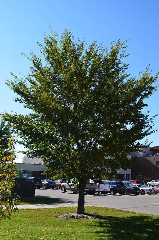 'Discovery' Japanese Elm 